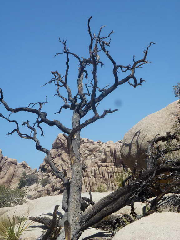 Joshua Tree National Park